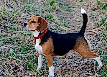 Köpeklerin Kuyruk Hareketleri Bize Ne Anlatıyor?