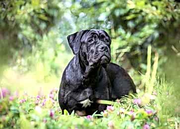 Cane Corso Cinsi Köpek Özellikleri ve Bakımı