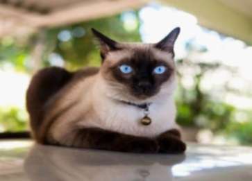 Siyam Cinsi Kedi Özellikleri ve Bakımı