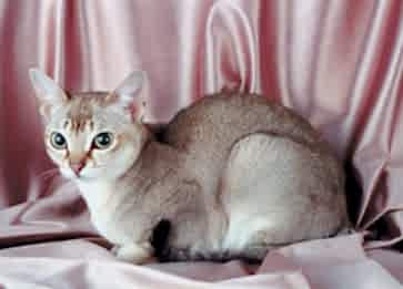 Singapura Cinsi Kedi Özellikleri ve Bakımı