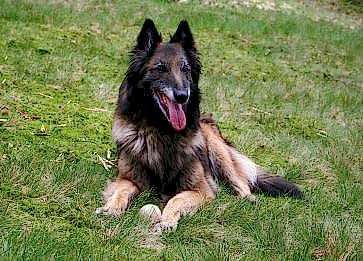 Belçika Tervuren Cinsi Köpek Özellikleri ve Bakımı