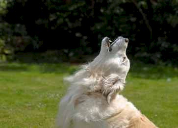 Köpekler Neden Ulur? Köpeklerin Ulumasındaki Sebepleri Nedir?