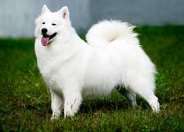 Amerikan Eskimo Cinsi Köpek Özellikleri ve Bakımı