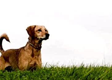 Köpeklerde Kuyruk Sallama Çeşitleri Nelerdir?