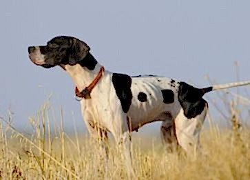 İngiliz Pointer Cinsi Köpek Özellikleri ve Bakımı