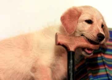 Köpeklerde Genetik Hastalıklar: Riskler ve Tedavi Seçenekleri