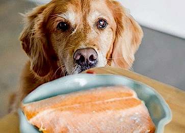 Köpekler İçin Yararlı Gıdalar Nelerdir?