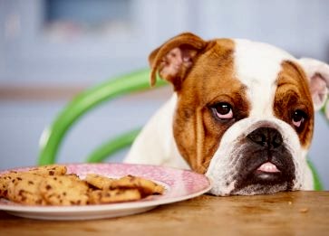 Köpeklerde İştah Kaybı ve Çözümleri