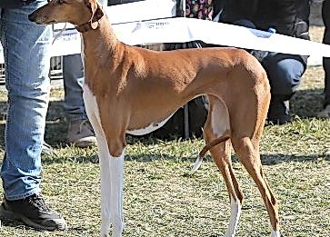 Azawakh Köpek Irkının Genel Özellikleri ve Bakımı Hakkında Bilgi