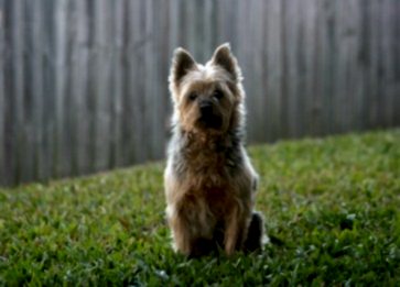 Silky Terrier Cinsi Köpek Özellikleri ve Bakımı