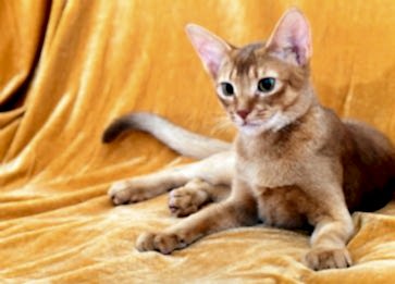 Habeş Cinsi Kedi Özellikleri ve Bakımı