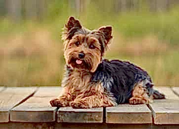 Yorkshire Terrier Cinsi Köpek Özellikleri ve Bakımı