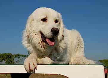 Pirene Mastifi Cinsi Köpek Özellikleri ve Bakımı