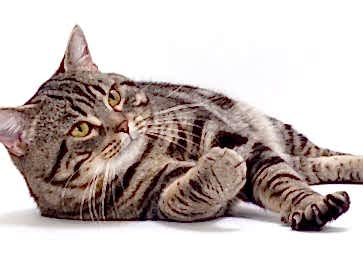 Manx Cinsi Kedi Özellikleri ve Bakımı