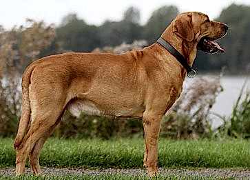 Broholmer Köpek Irkı Özellikleri ve Bakımı