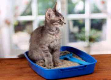 Kedi Kumu Hangi Özelliklere Sahip Olmalı?