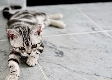 Kedim Hıçkırıyor. Kedilerde Hıçkırık Tehlikeli midir?