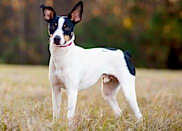 Rat Terrier Cinsi Köpek Hakkında Bilgiler