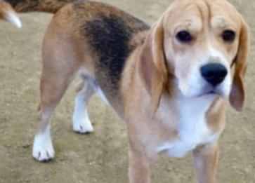 Amerikan Tilki Tazısı Cinsi Köpek Özellikleri ve Bakımı