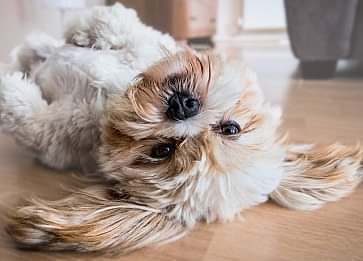 Köpeklerde İntussusepsiyon Durumu Nedir?