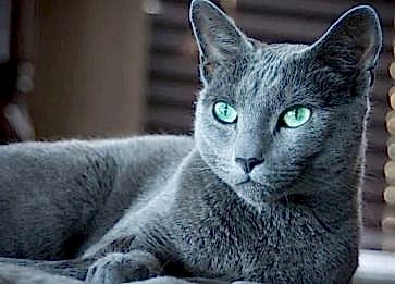 Türkiye’deki Kedi Irkları - Kedi Cinsleri