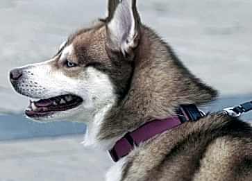 Köpeğinizi Tasmaya Nasıl Alıştırabilirsiniz? En Kolay Yöntemler Nedir ?
