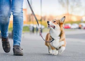 Köpekler Niçin Gezmeye Çıkmak İster?