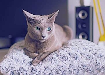 Mavi Rus (Russian Blue) Cinsi Kedi Özellikleri ve Bakımı