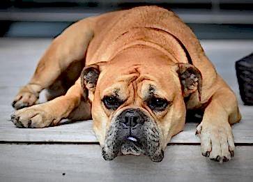 Köpeklerde Yaygın Sağlık Sorunları ve Önleme Yöntemleri