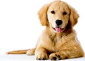Köpeklerde Aşırı Salya Akması Durumu