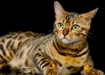 Bengal Kedi Cinsi Özellikleri ve Hakkında Bilgi