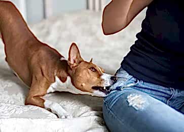 Köpeğim Kıskanç. Kıskançlık Durumunda Ne Yapabilirim?