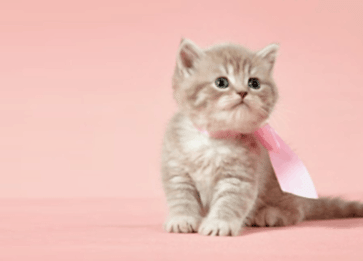 Scottish Straight Cinsi Kedi Özellikleri ve Bakımı