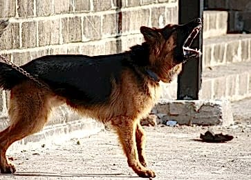 Köpeğim Neden Sürekli Havlıyor? Köpek Havlama Sebepleri