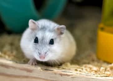Hamster Çarkı Ne İşe Yarar ? Faydaları Nelerdir ?