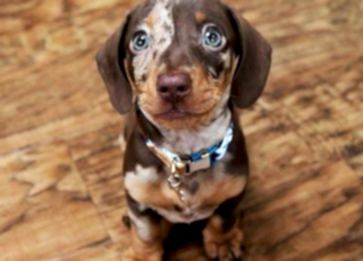 Yavru Köpeklerde İştahsızlık Sorunu Nasıl Çözülür ?