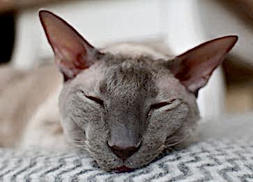 Cornish Rex Cinsi Kedi Özellikleri ve Bakımı
