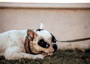 Köpekler Diş Değişimi Dönemi ve Ağız Sağlığı