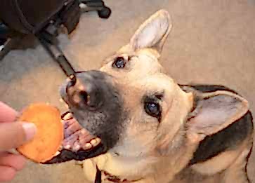 Köpek Bakımı: Tüy, Diş ve Tırnak Sağlığı İçin İpuçları