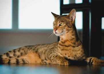 Ashera Cinsi Kedi Özellikleri ve Bakımı