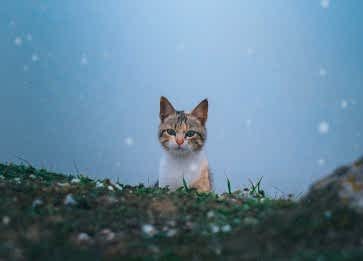 Kediler Yavrularını Ne Zaman Terk Eder?