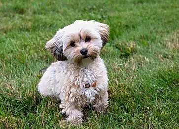 Morkie Köpeğinin Özellikleri Nelerdir?