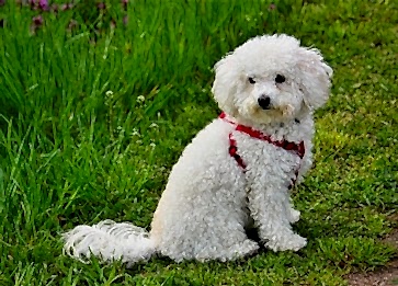 Bichon Bolognese Köpek Özellikleri ve Bakımı