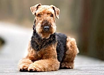 Airedale Terrier Cinsi Köpek Özellikleri ve Bakımı