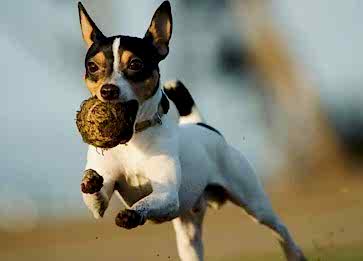 Toy Fox Terrier Cinsi Köpek Özellikleri ve Bakımı