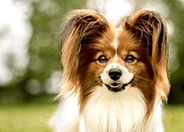 Pappilon Cinsi Köpek Özellikleri ve Bakımı
