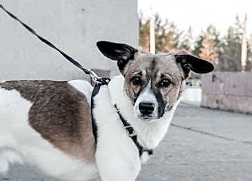 Köpeklerde Eklem İltihabı Belirtileri Nelerdir Ve Neler Yapılmalıdır ?