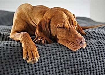 Köpeğiniz Uyurken Neler Yaşar? Rüya Görürler mi, Ne Düşünürler ?