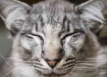 Oriental Longhair Cinsi Kedi Hakkında Bilgi