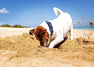 Yaz Sıcaklarında Köpekler İçin Güvenli Bir Yürüyüş İçin İpuçları
